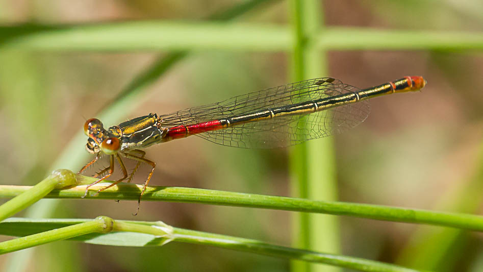 Ceriagrion tenellum female typica.jpg